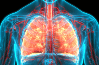 In Cina un modello di sistema alveolare imita l’azione respiratoria del polmone umano